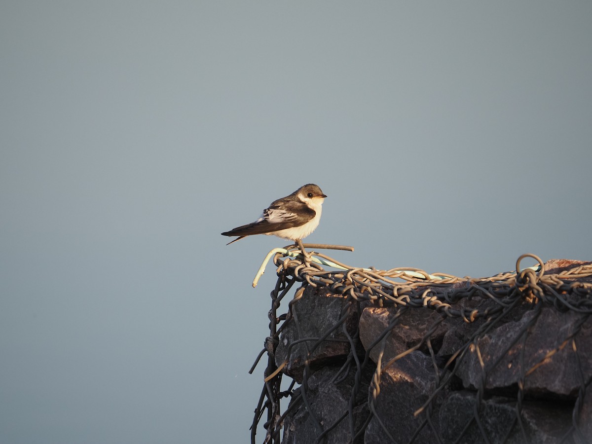 White-winged Swallow - ML622334700