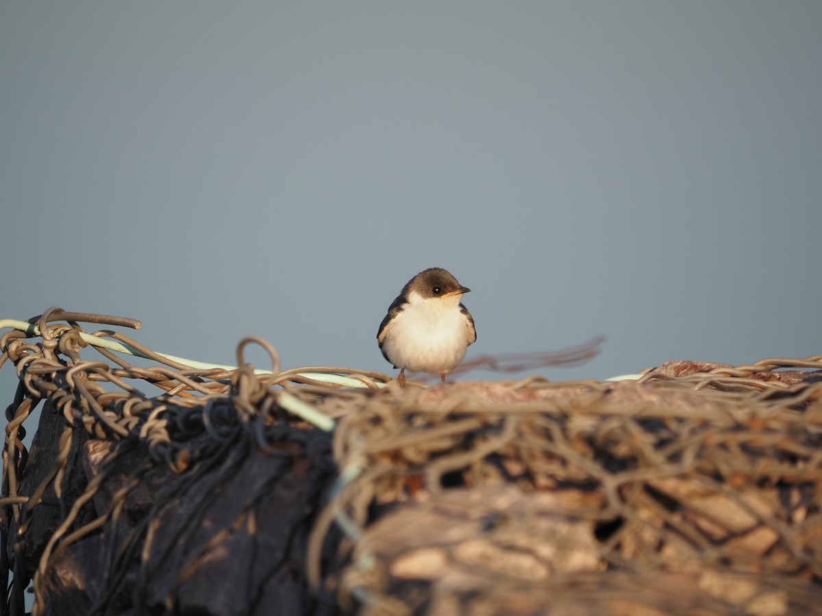 White-winged Swallow - ML622334701