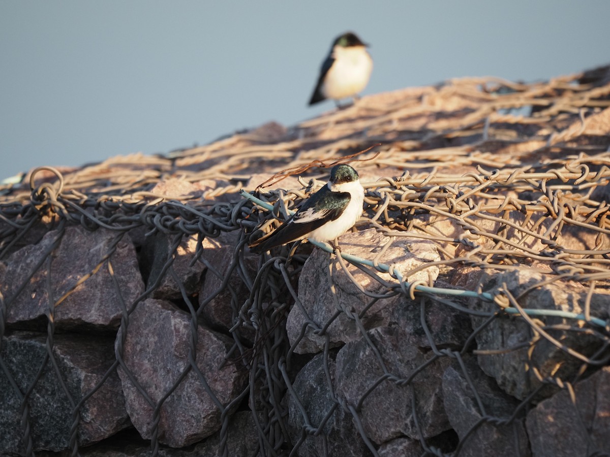 White-winged Swallow - ML622334702