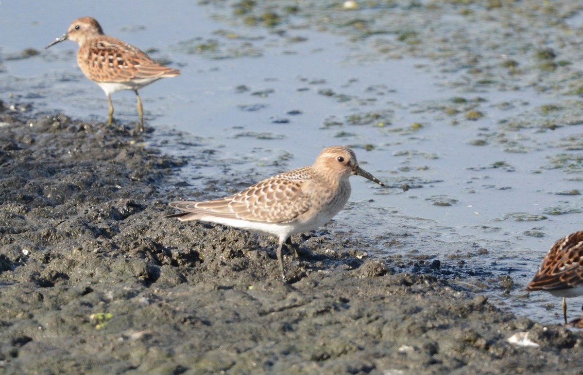 Baird's Sandpiper - ML622334704