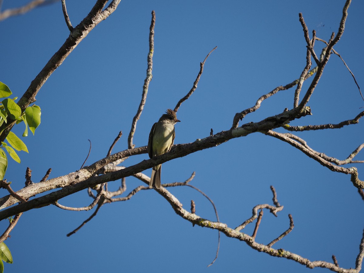 Yellow-bellied Elaenia - ML622334709
