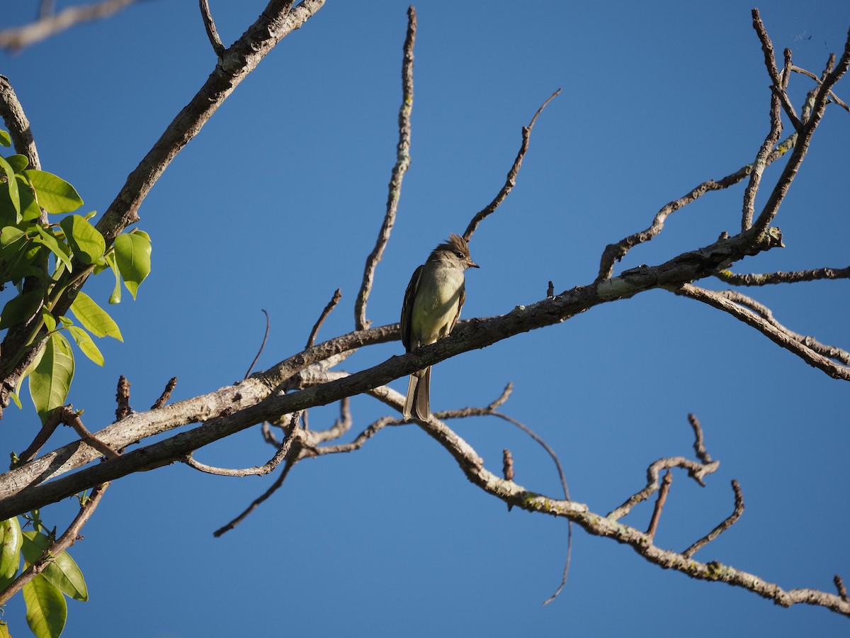 Yellow-bellied Elaenia - ML622334710