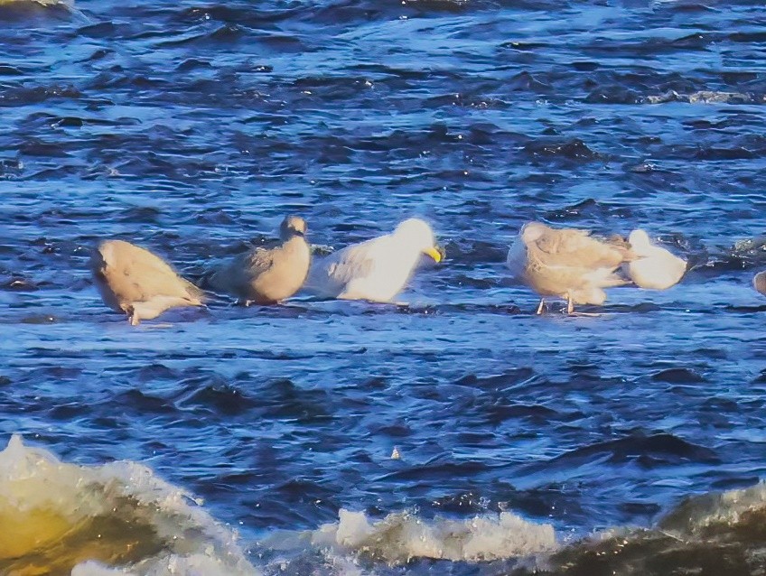 Gaviota Argéntea (americana) - ML622334776