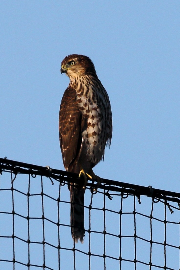 Cooper's Hawk - ML622334801