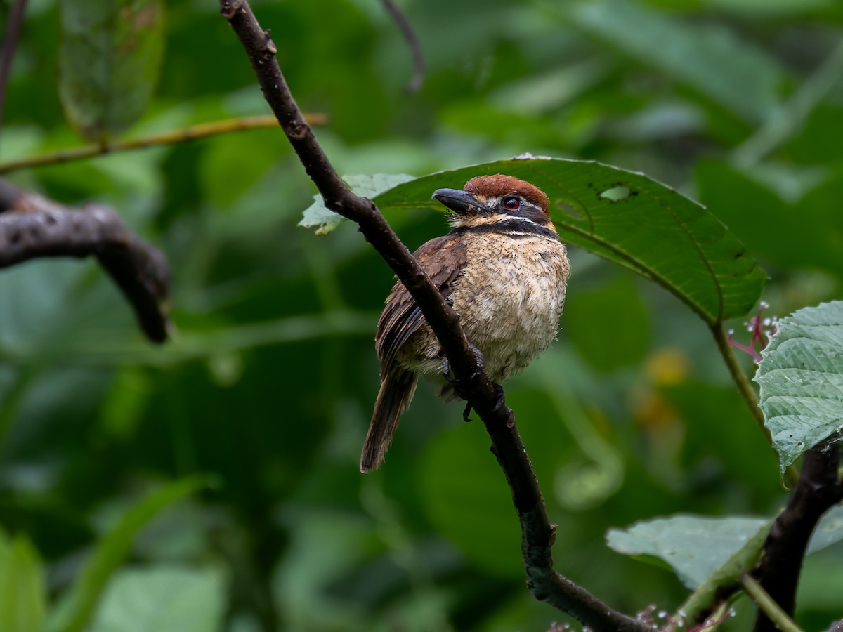 Braunkappen-Faulvogel - ML622334864