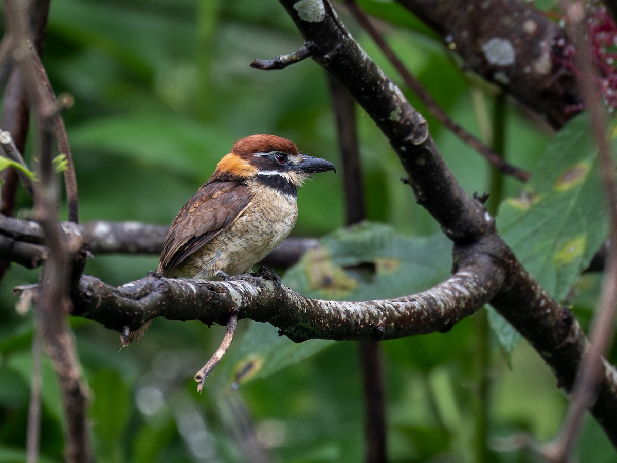 Chestnut-capped Puffbird - ML622334865