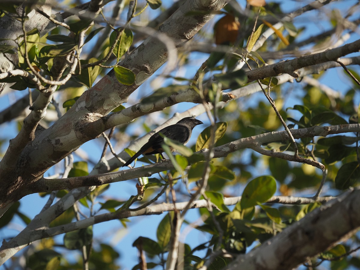 Bluish-gray Saltator - ML622334872