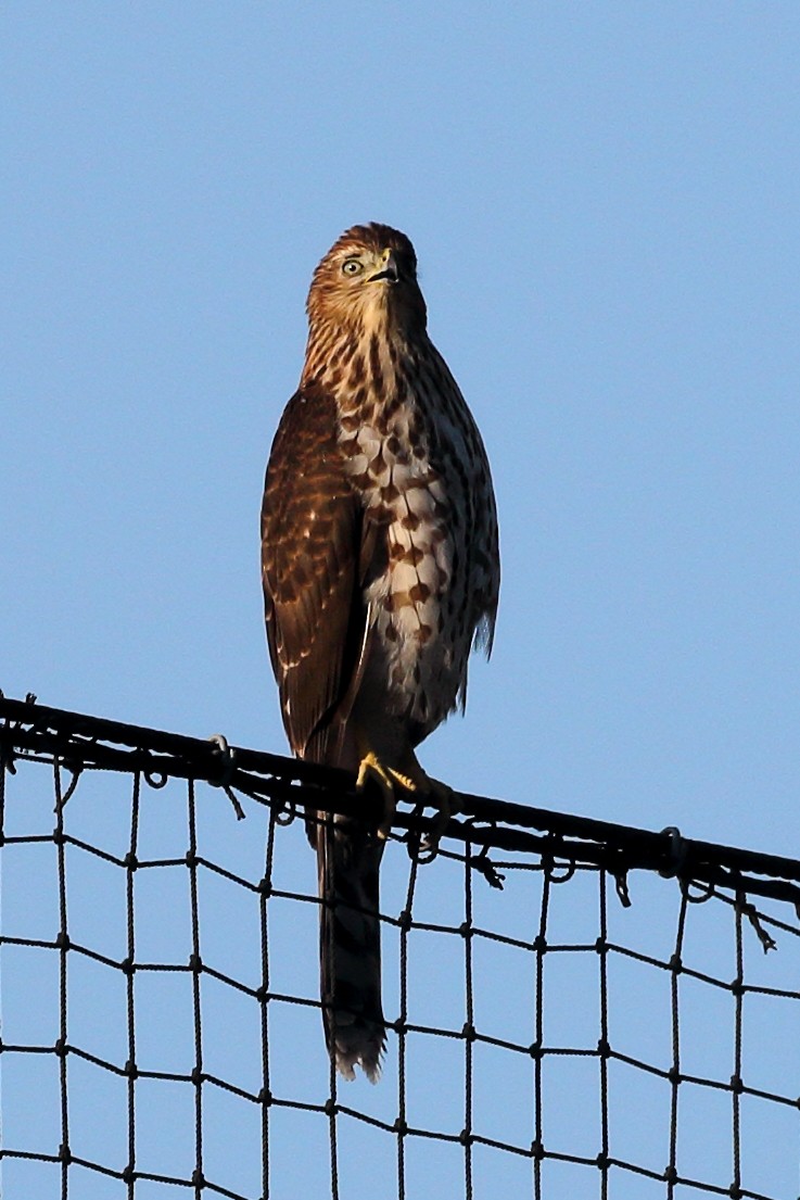 Cooper's Hawk - ML622334877