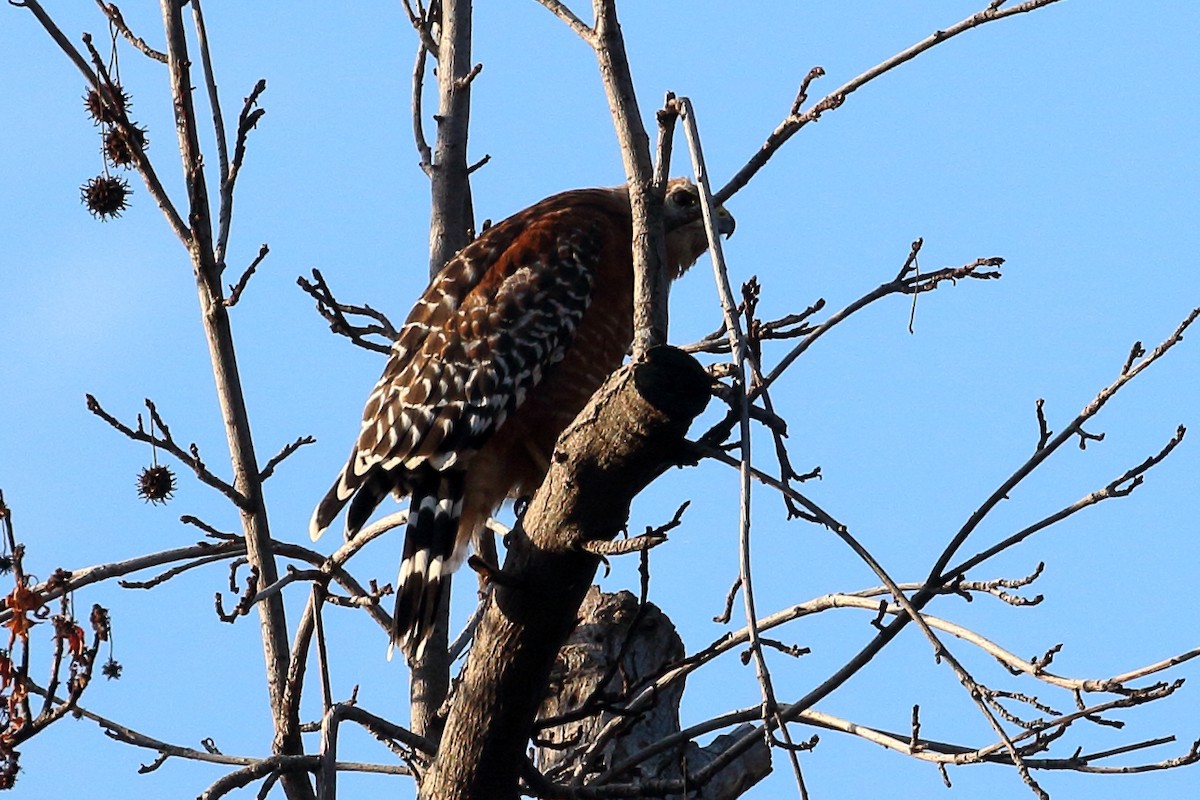 Red-shouldered Hawk - ML622334879