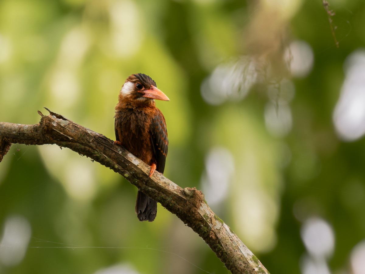 White-eared Jacamar - ML622334883