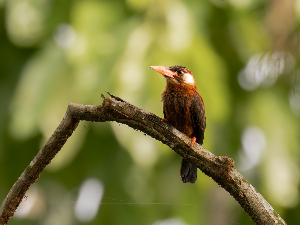 White-eared Jacamar - Héctor Bottai