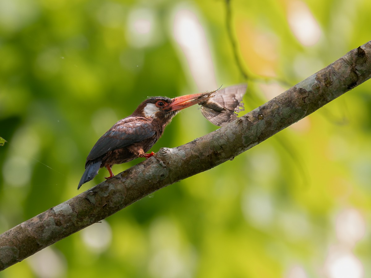 White-eared Jacamar - ML622334885