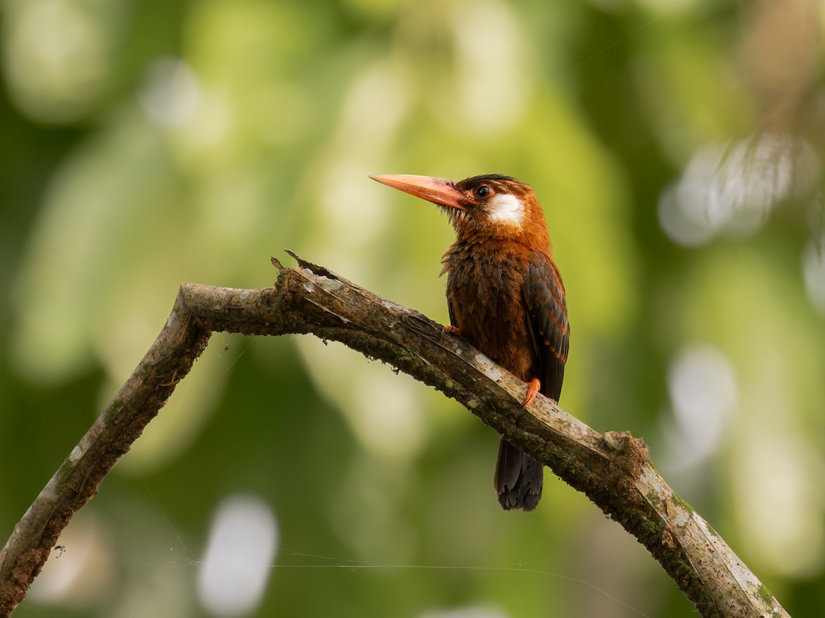 White-eared Jacamar - Héctor Bottai