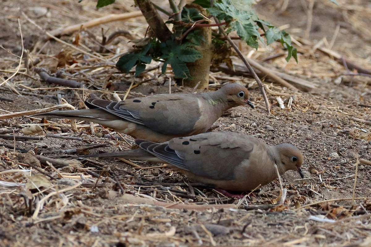 Mourning Dove - ML622334907