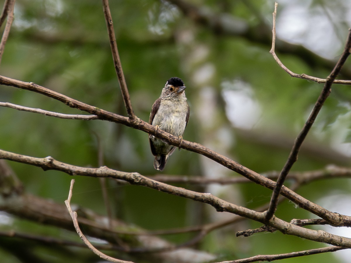 Plain-breasted Piculet - ML622334914