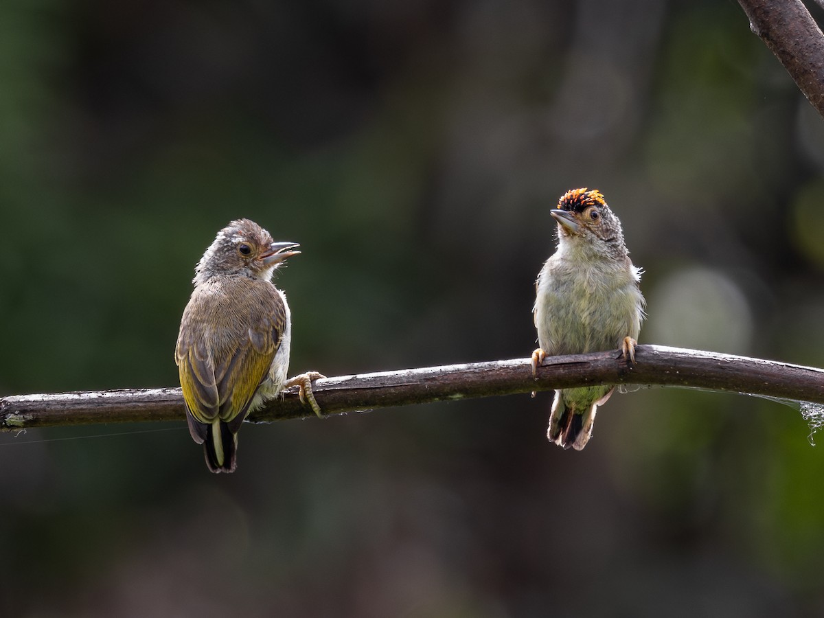 Plain-breasted Piculet - ML622334915