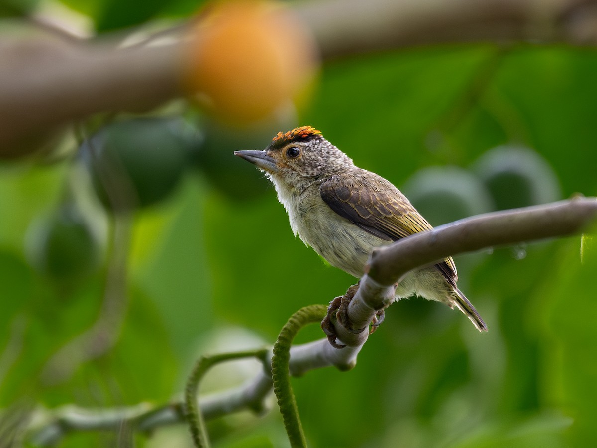 Plain-breasted Piculet - ML622334916