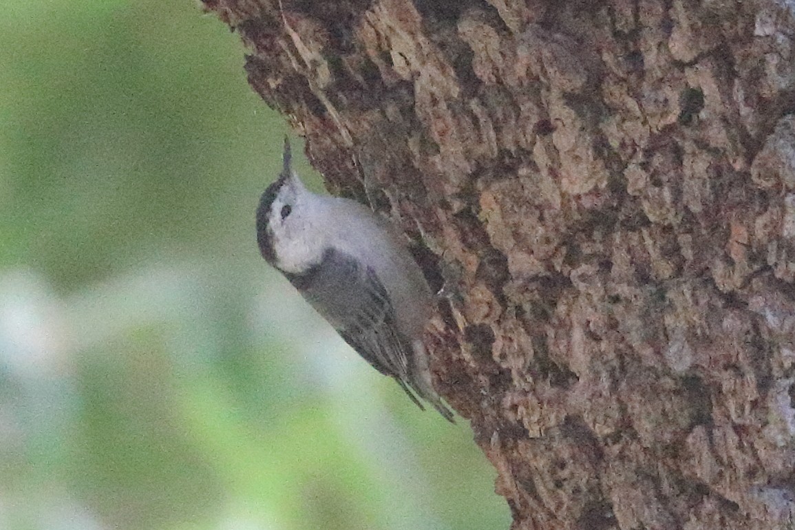 White-breasted Nuthatch - ML622334933