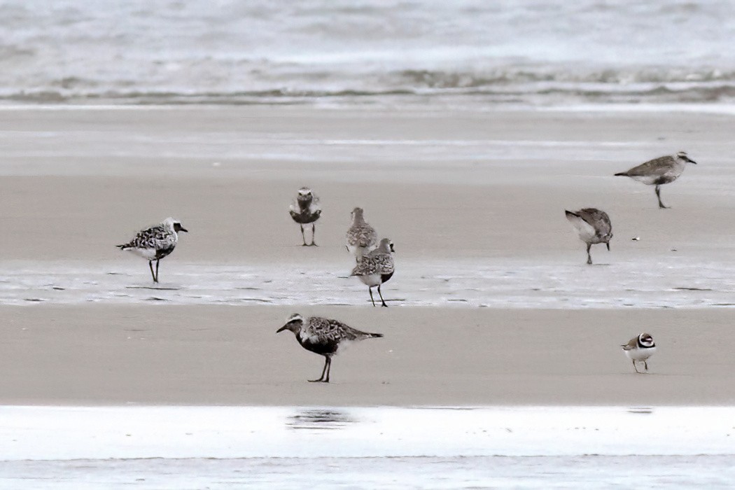 Black-bellied Plover - ML622334940