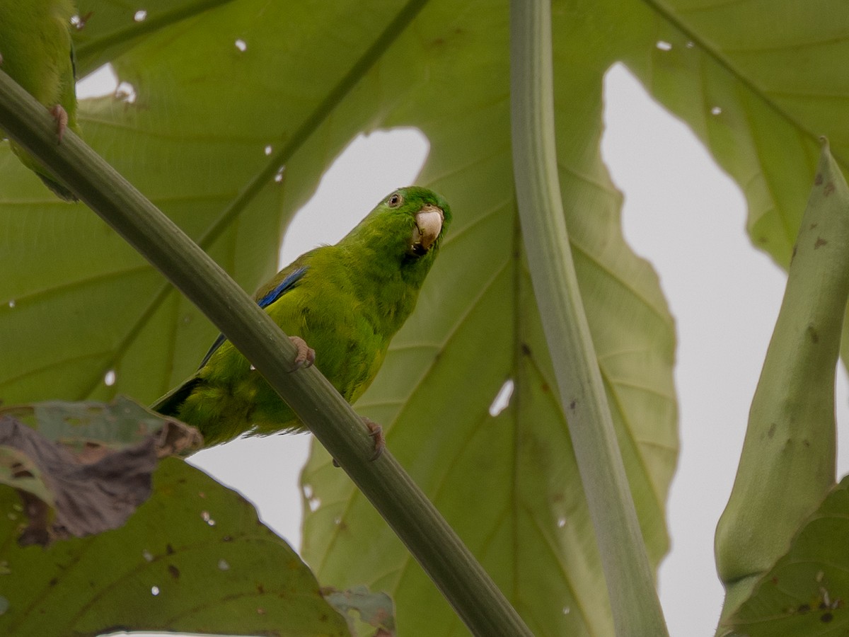 Riparian Parrotlet - ML622334952