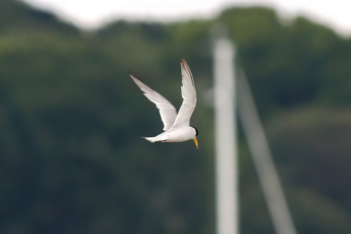 Least Tern - ML622334954