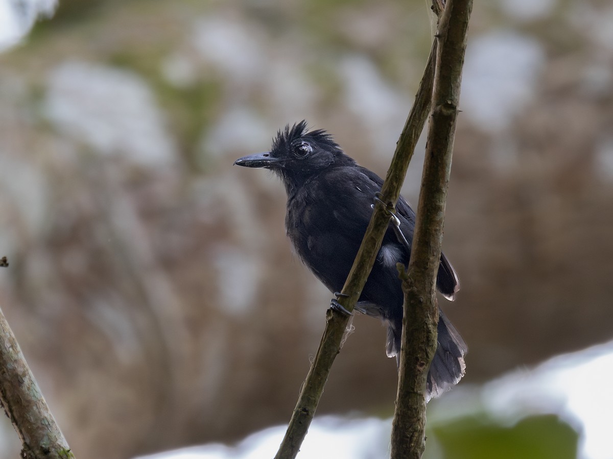 Castelnau's Antshrike - ML622334976