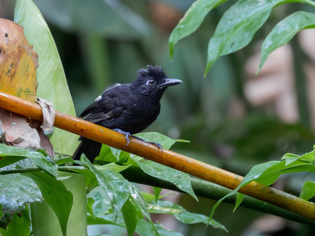 Castelnau's Antshrike - ML622334977