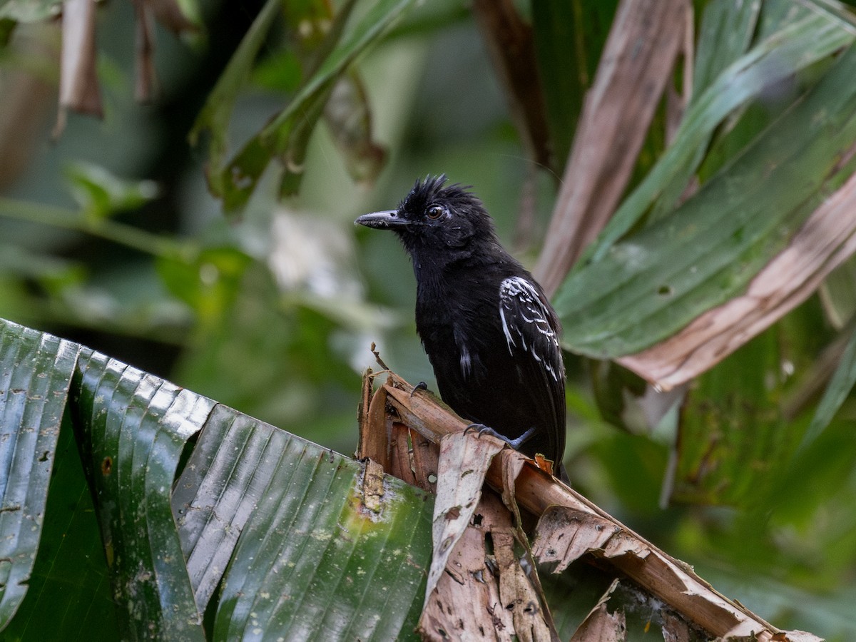 Castelnau's Antshrike - ML622334978