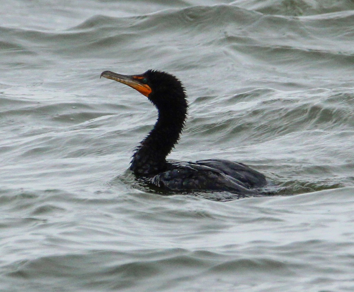 Double-crested Cormorant - ML622334986