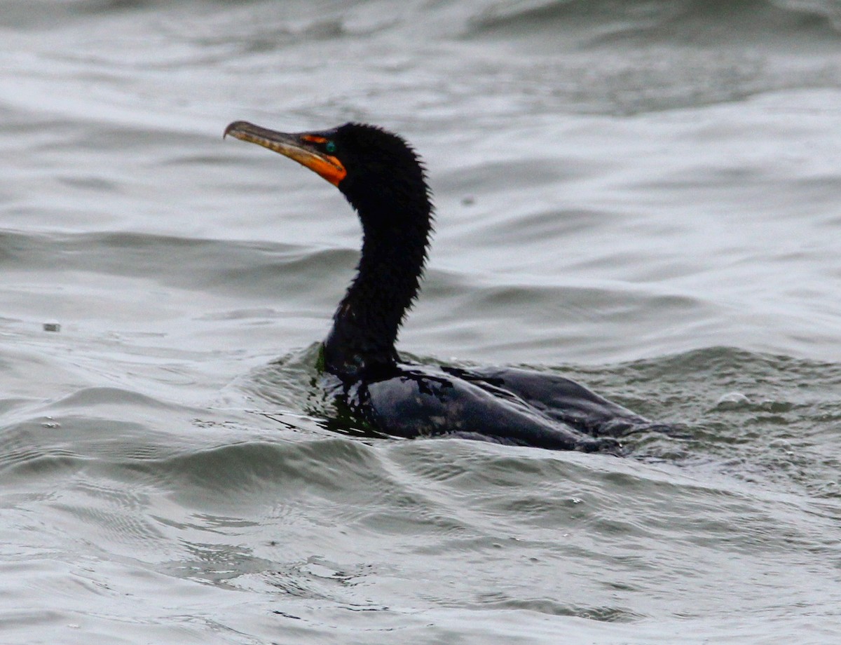 Double-crested Cormorant - ML622334987