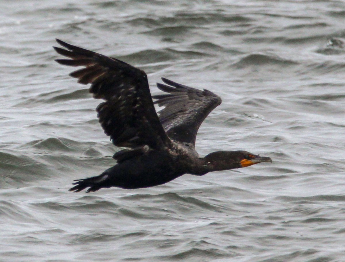 Double-crested Cormorant - ML622334988