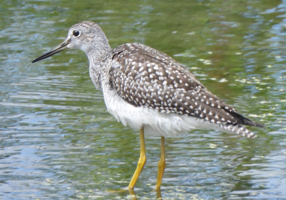 Greater Yellowlegs - ML622334989