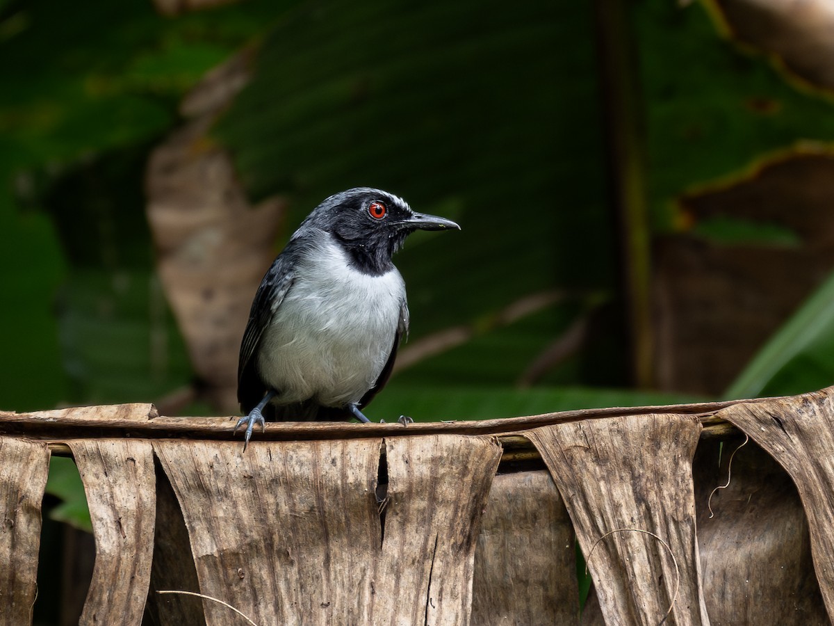 Ash-breasted Antbird - ML622335008