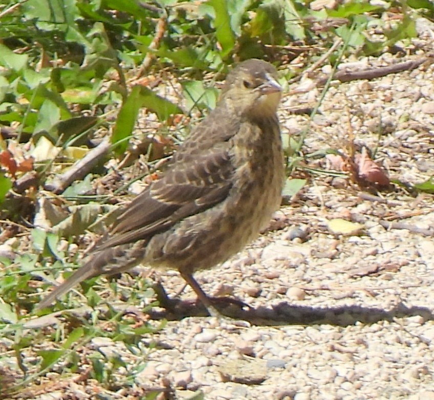 Tordo Cabecipardo - ML622335010