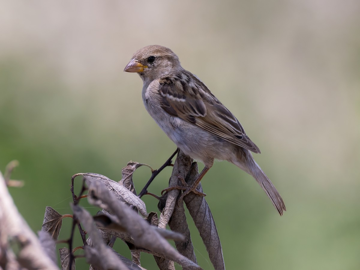 House Sparrow - Gary Desormeaux