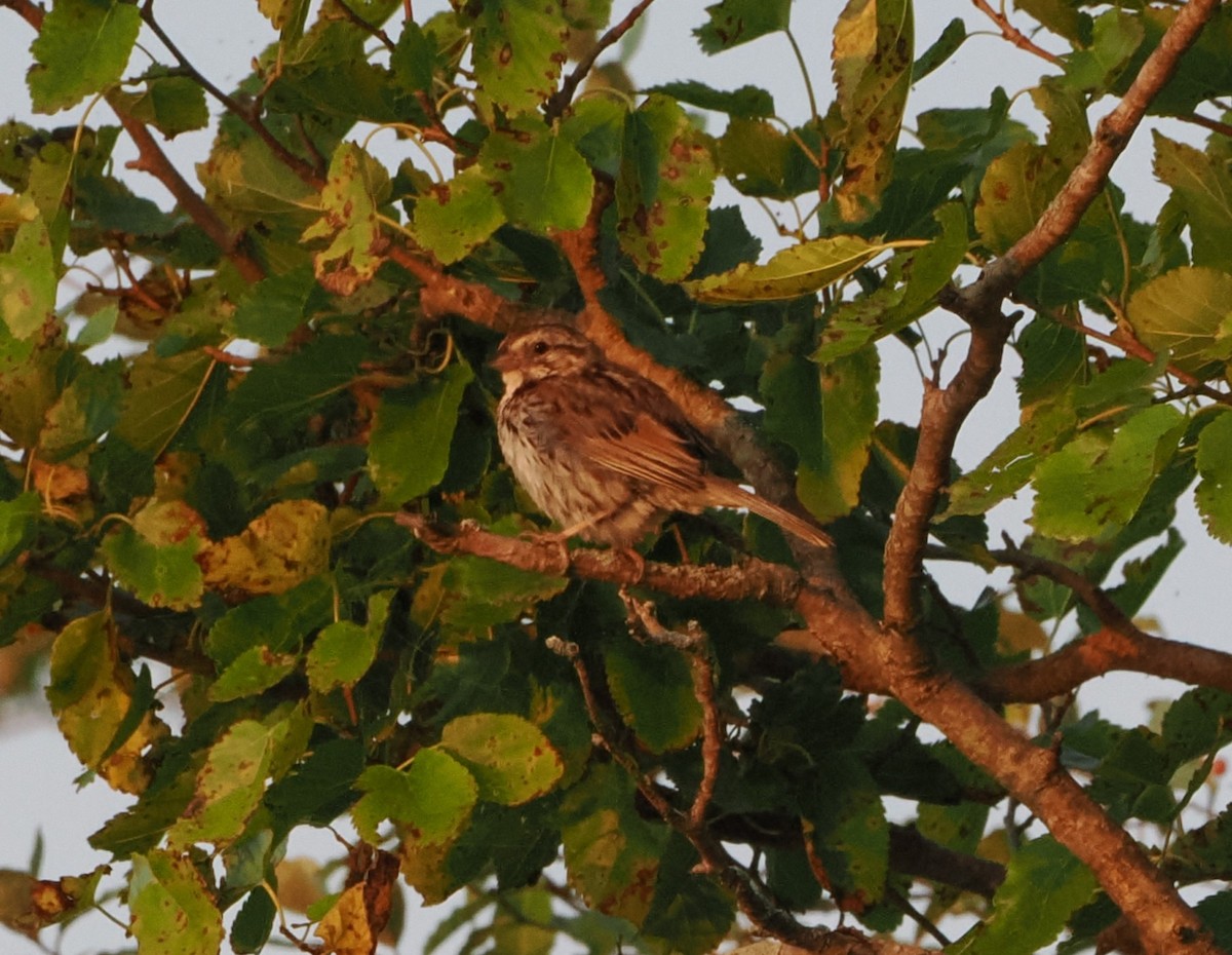 Song Sparrow - ML622335045