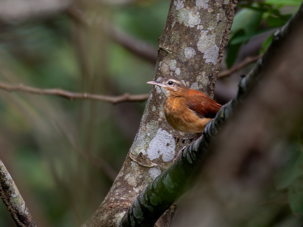 Pale-billed Hornero - ML622335060