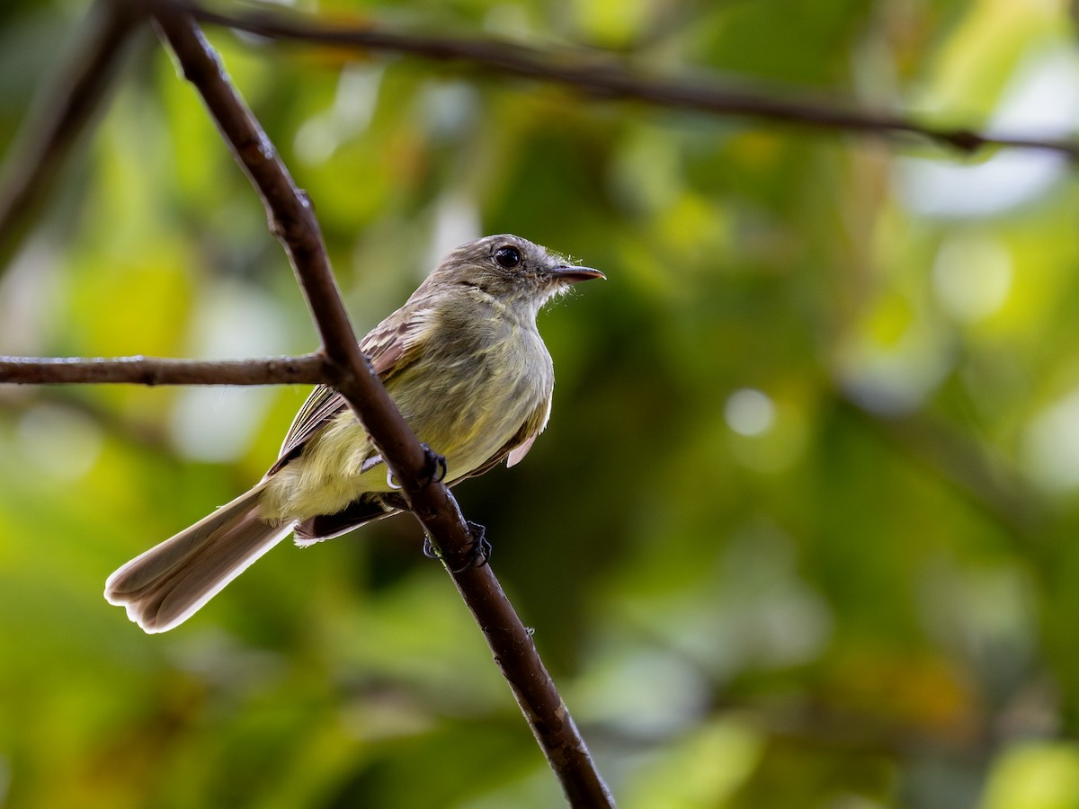 Yellow-crowned Elaenia - ML622335072