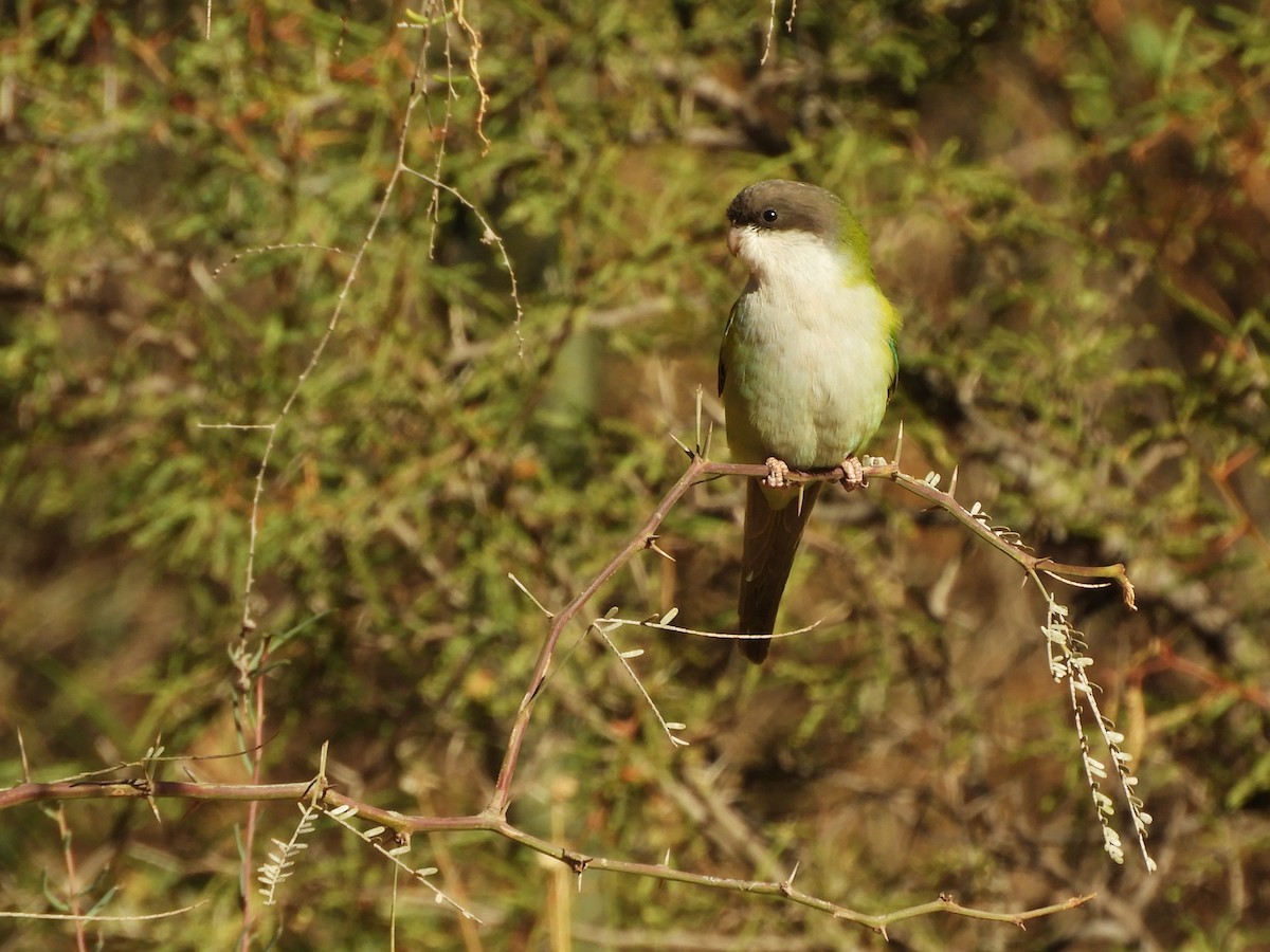 Mountain Parakeet - ML622335203