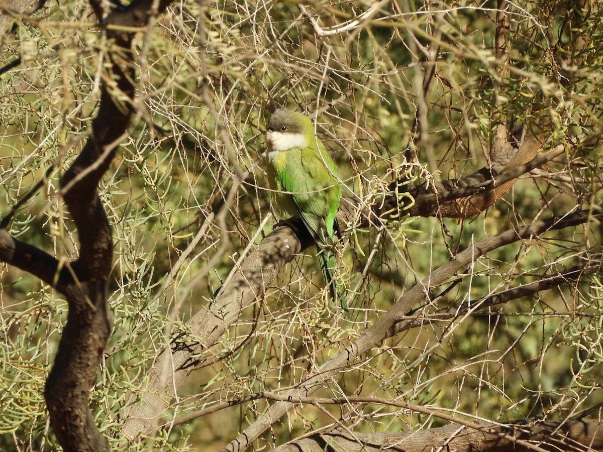 Mountain Parakeet - ML622335204