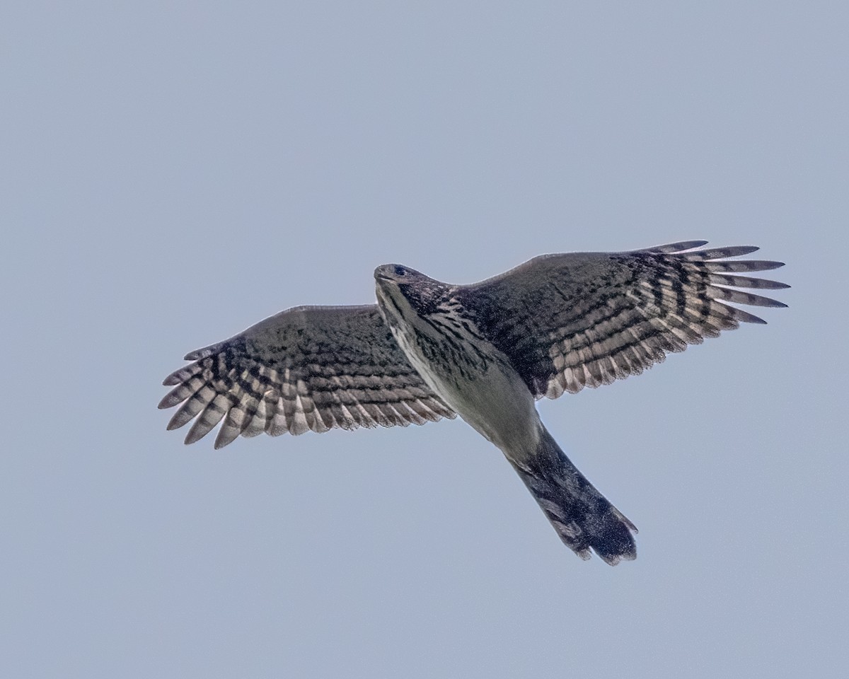 Cooper's Hawk - ML622335221