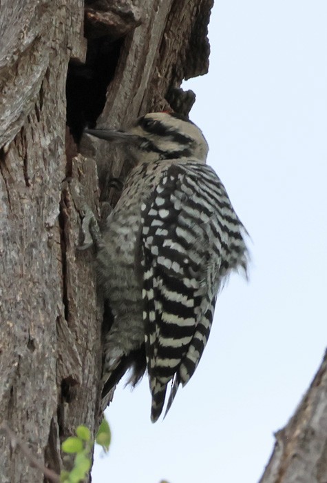 Ladder-backed Woodpecker - ML622335222