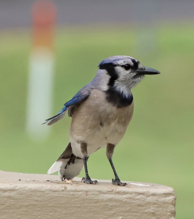 Blue Jay - ML622335254