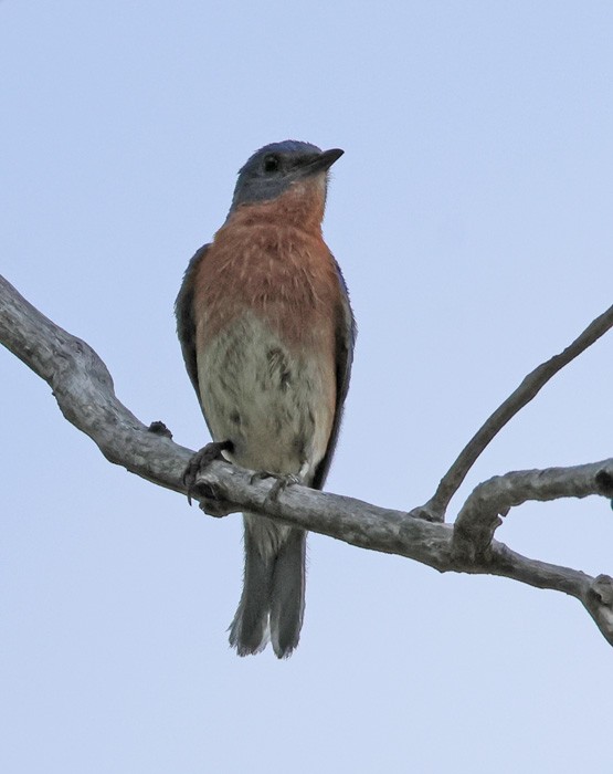 Eastern Bluebird - ML622335258