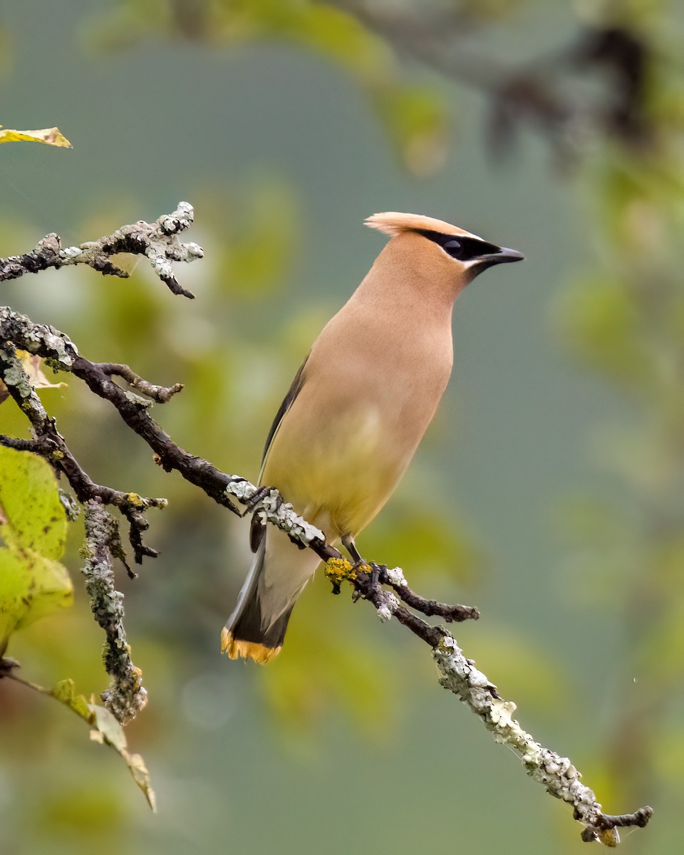 Cedar Waxwing - ML622335259