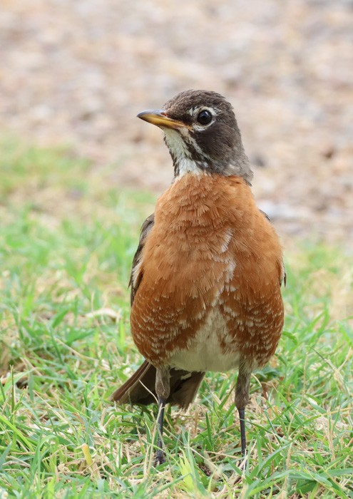 American Robin - ML622335260