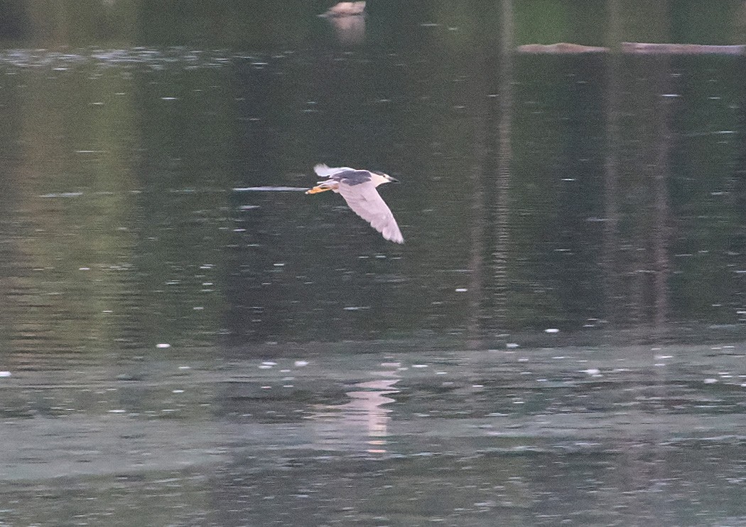 Black-crowned Night Heron - ML622335273