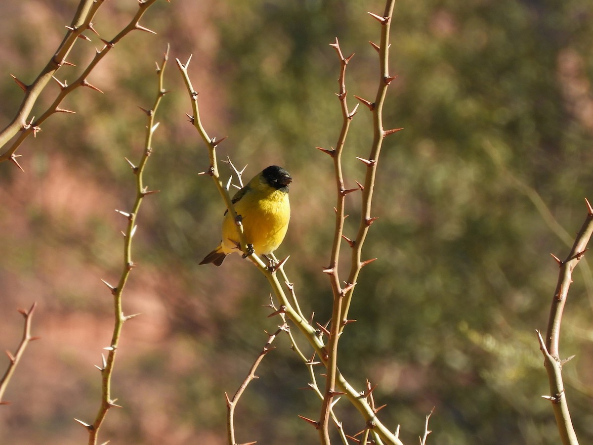 Thick-billed Siskin - ML622335295