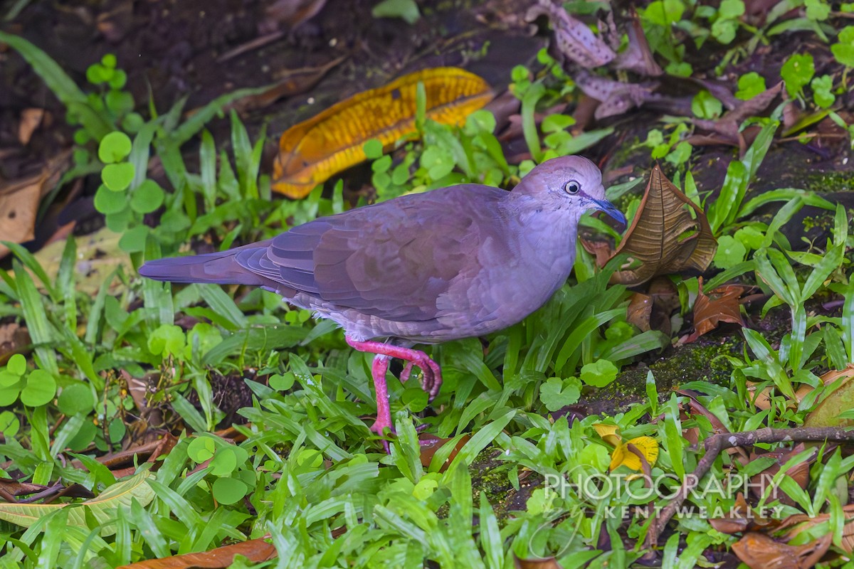 Gray-chested Dove - ML622335312