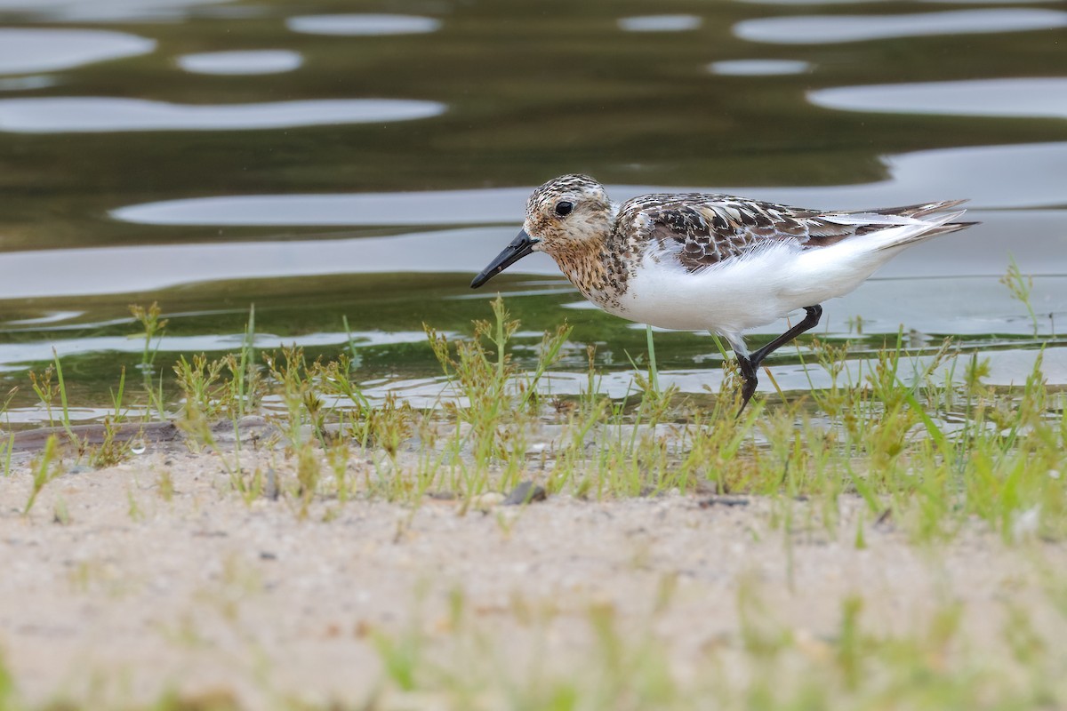 Sanderling - ML622335314